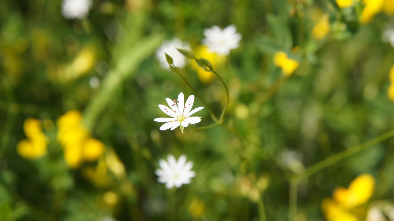 Sony SLT-A55 (SLT-A55V) sample photo. Stellaria, wildflowers, flower photography