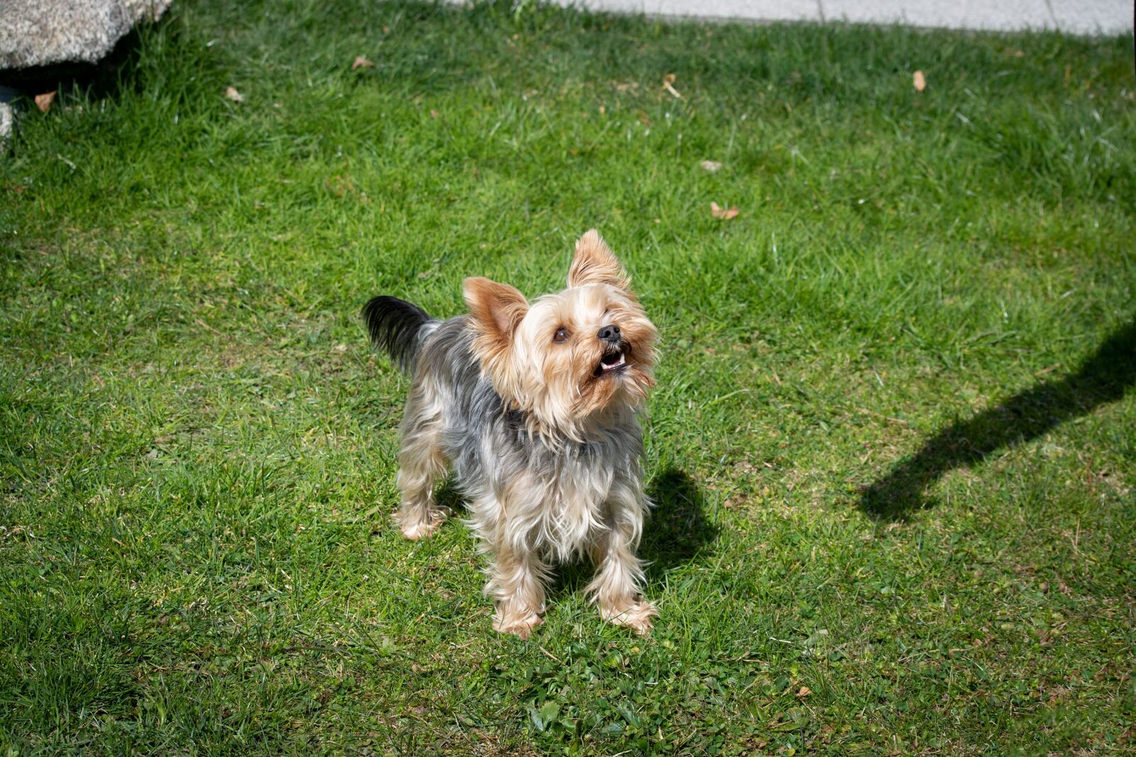 Nikon D7100 sample photo. Dog, yorkie, small photography
