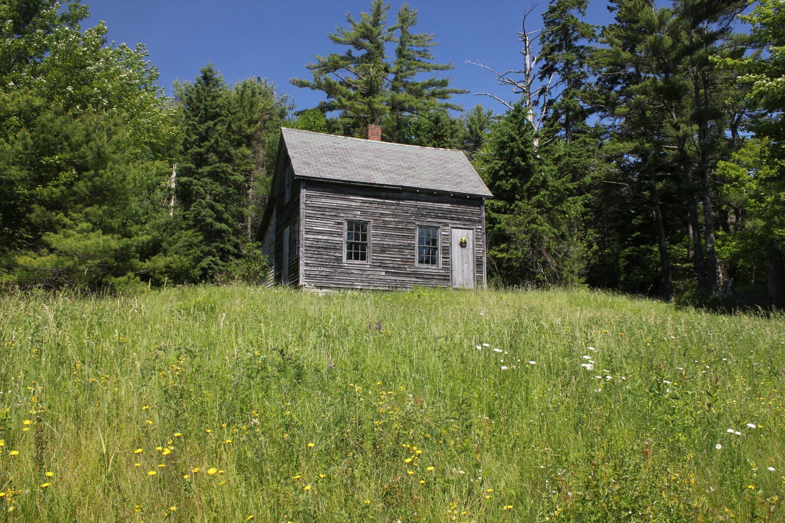 Canon EOS 550D (EOS Rebel T2i / EOS Kiss X4) sample photo. Grass, wood, summer photography