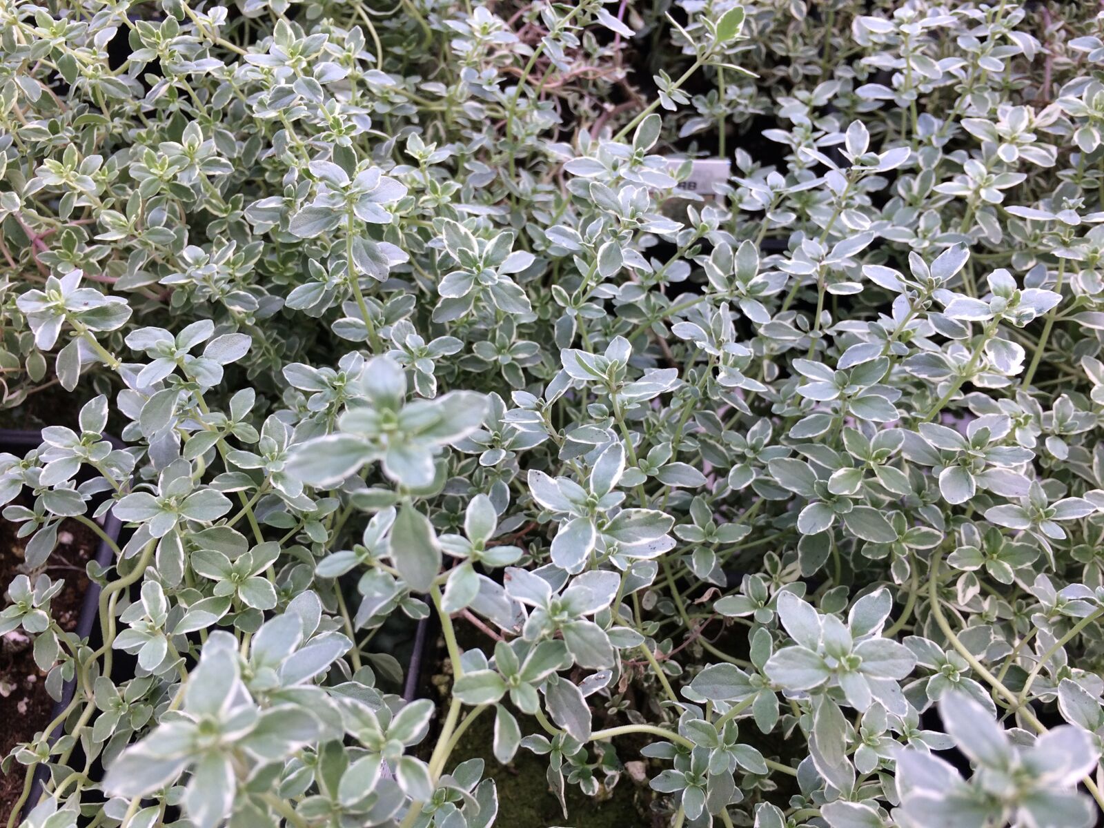 iPhone 5s back camera 4.15mm f/2.2 sample photo. Thyme, plant, herb photography
