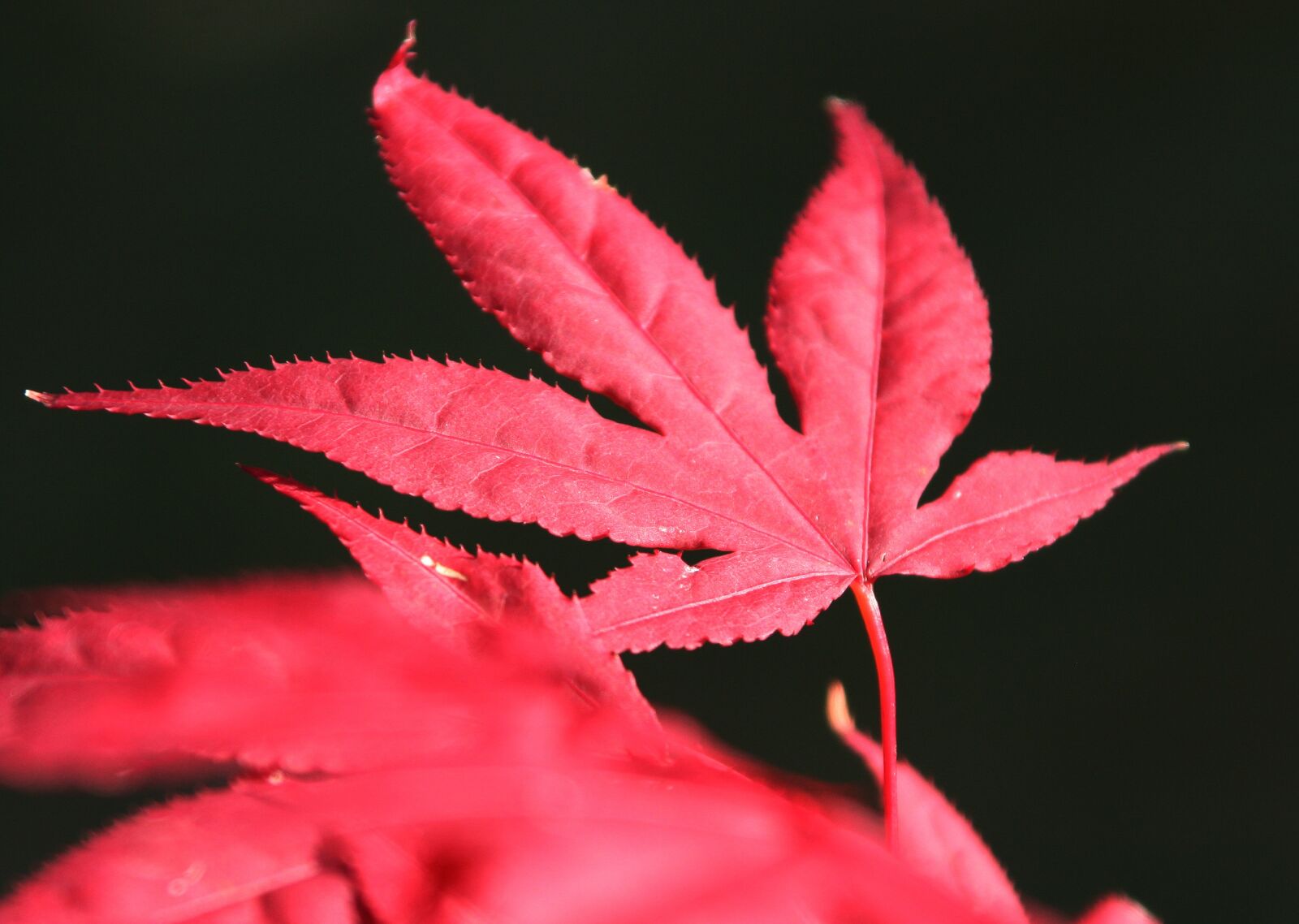 Canon EOS 350D (EOS Digital Rebel XT / EOS Kiss Digital N) sample photo. Leaves, maple, red photography