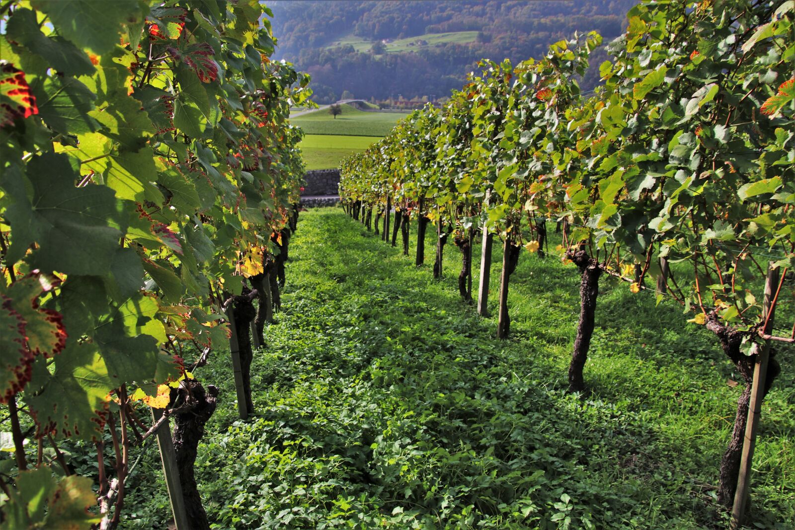 Canon EOS 80D sample photo. Vineyard, grapes, vines photography
