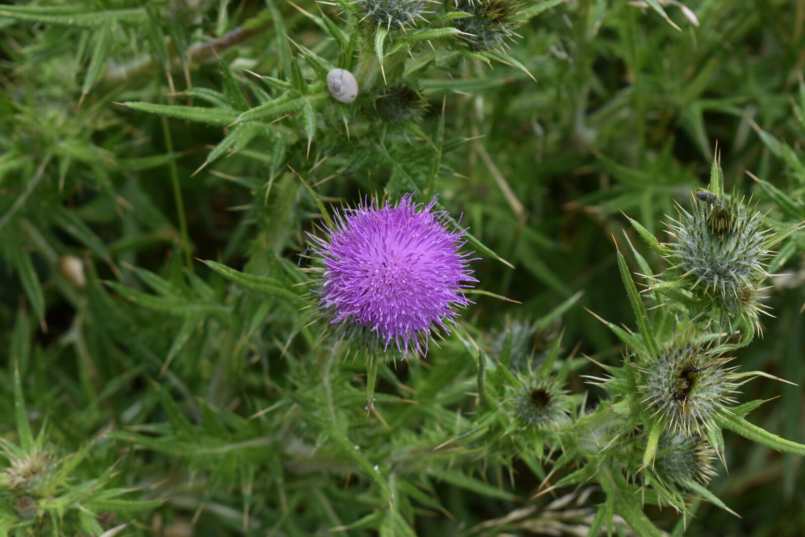 Nikon D3500 sample photo. Thistle, flower, wild photography