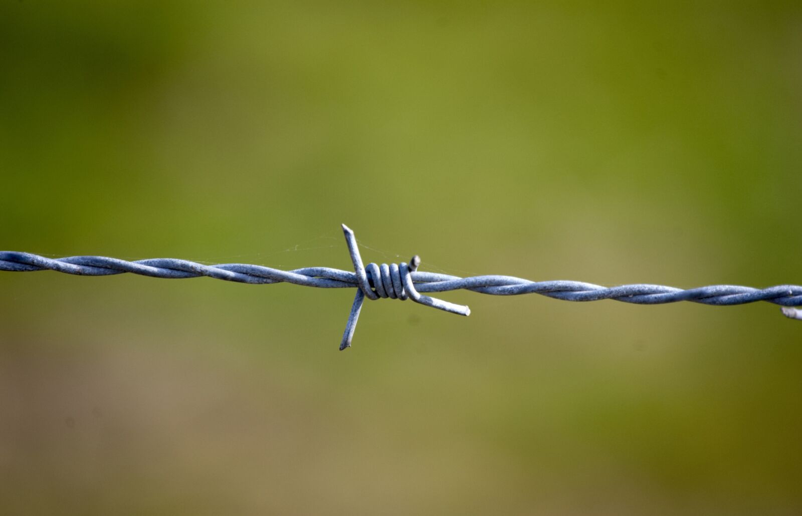 Nikon D40 sample photo. Barbed wire, nature, fence photography