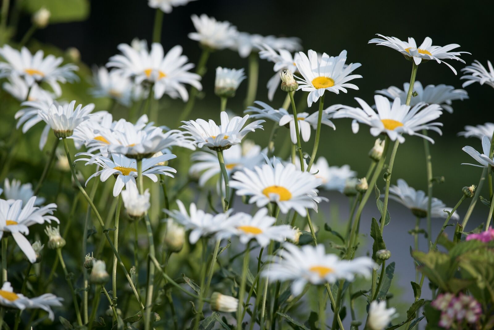 Nikon D750 sample photo. Marguerite, meadow, marguerite meadow photography