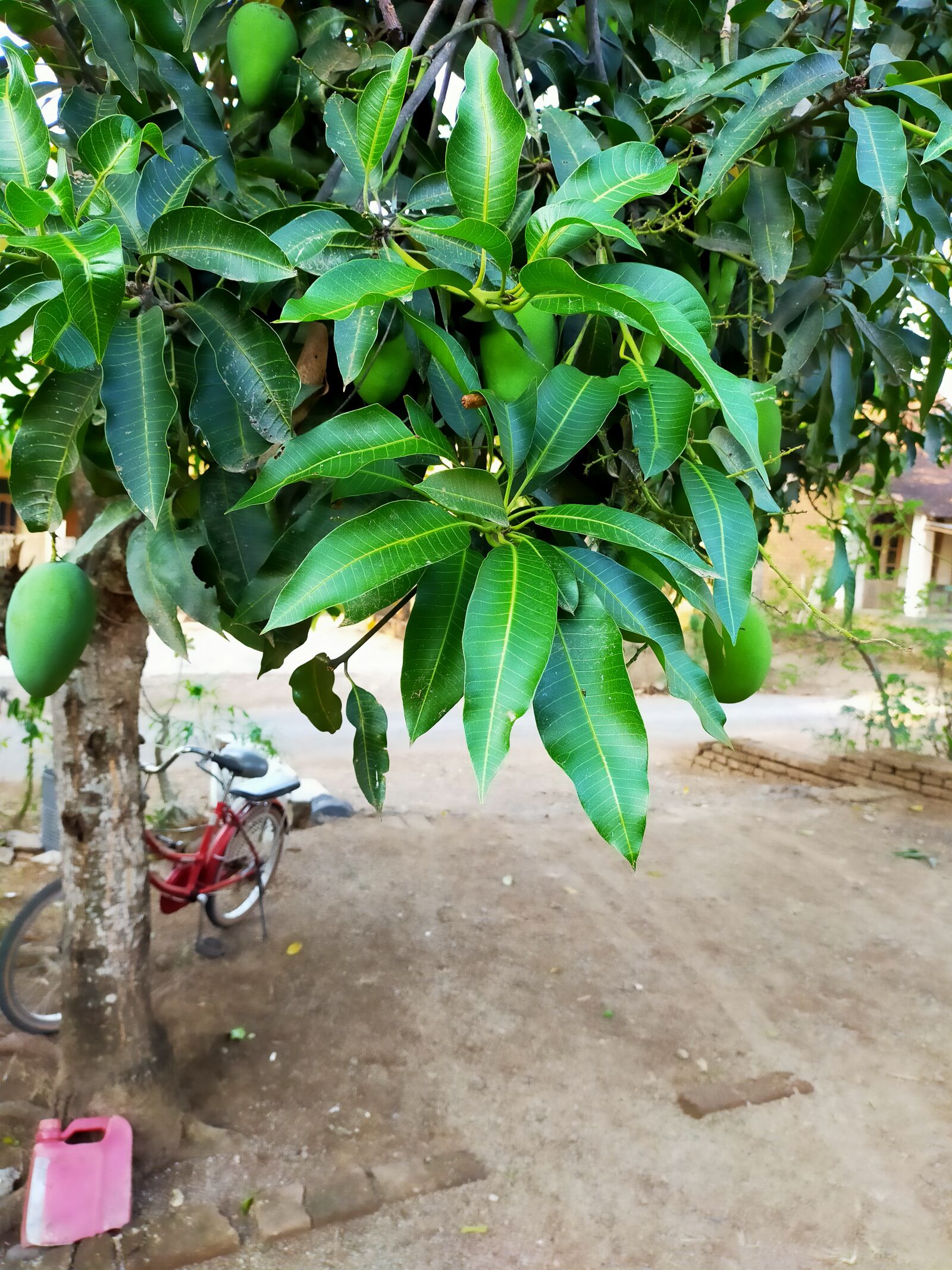 OPPO A9 2020 sample photo. Mango, leaf, green photography