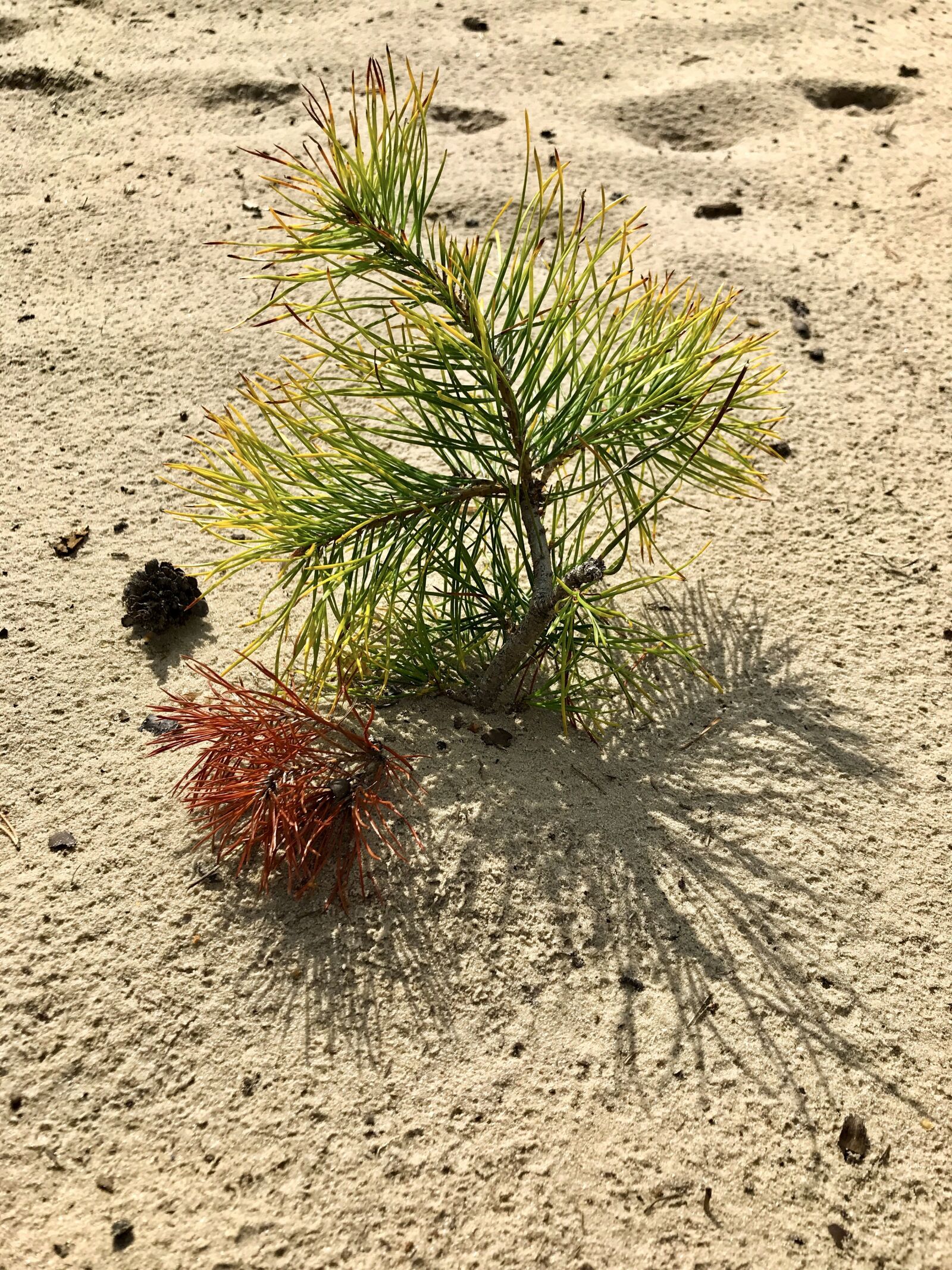 iPhone 7 back camera 3.99mm f/1.8 sample photo. Sand, dune, pine photography