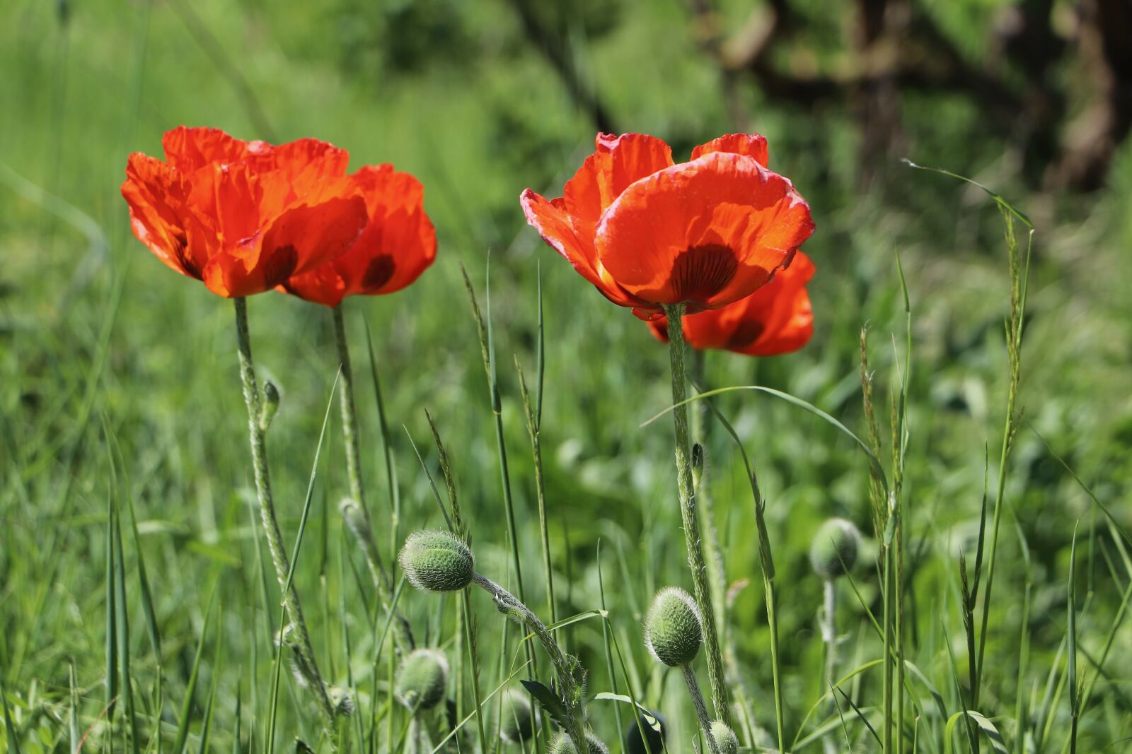 Canon EF-S 18-135mm F3.5-5.6 IS USM sample photo. Poppies, meadow, flower meadow photography