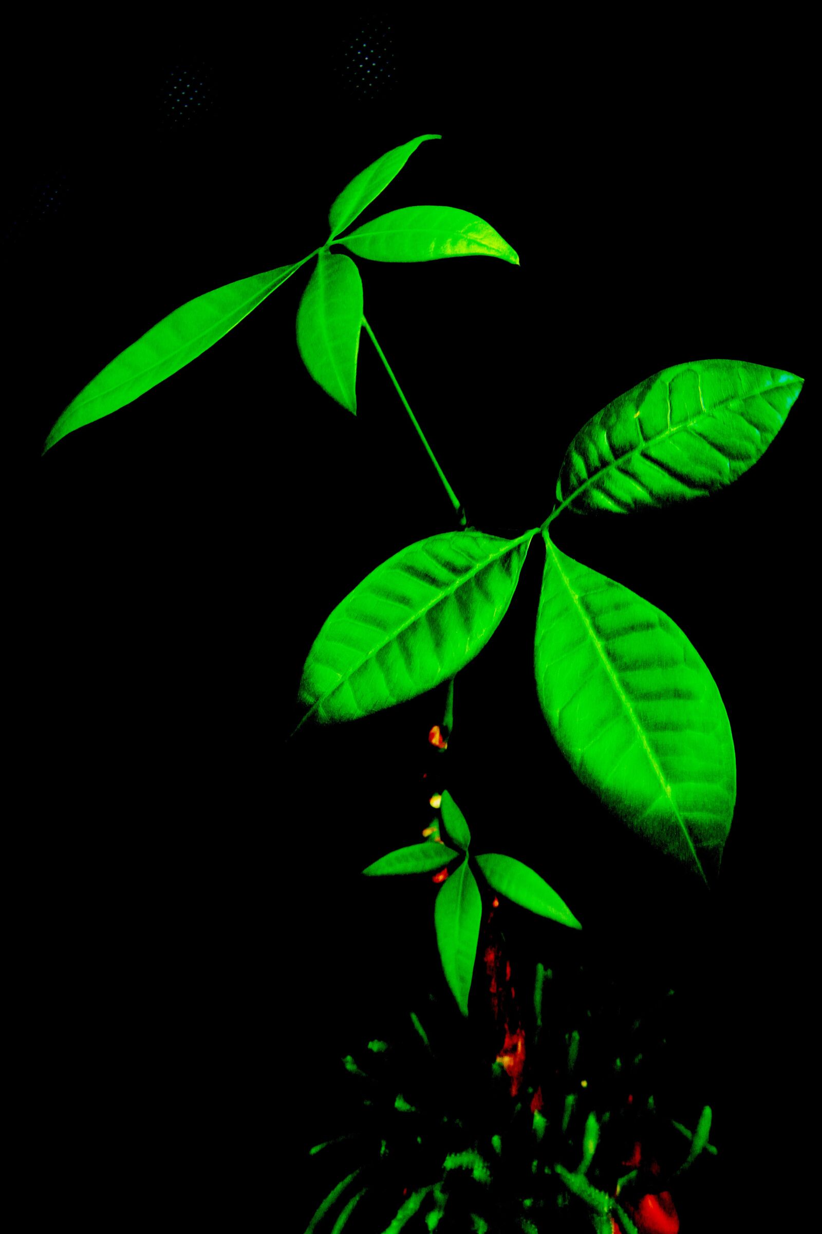 Canon EOS 7D sample photo. Green, material, leaf photography