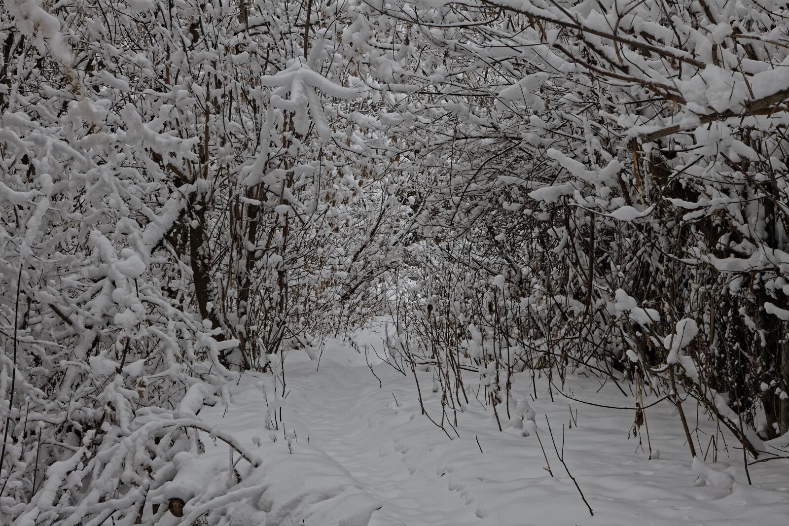 Canon EOS 500D (EOS Rebel T1i / EOS Kiss X3) sample photo. Winter, snow, nature photography