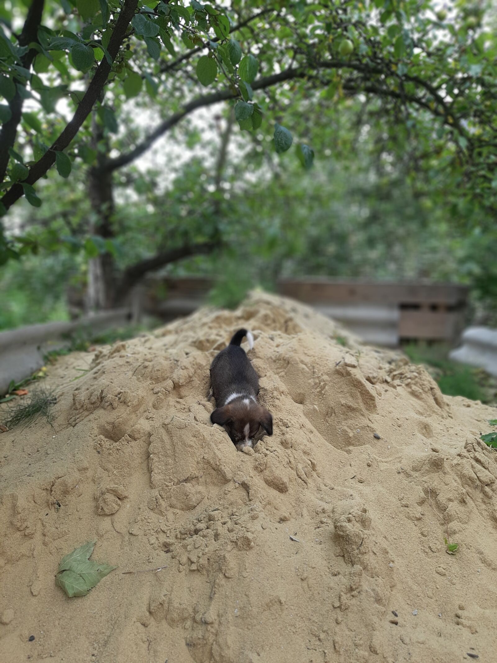 Samsung Galaxy A50 sample photo. Dog, puppy, sand photography