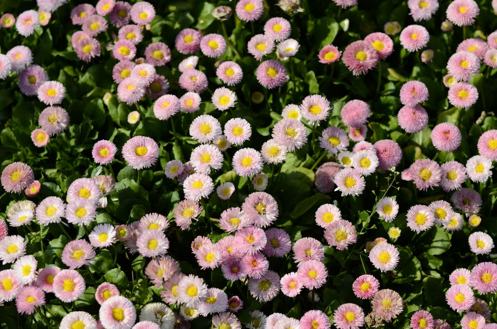 Nikon D5100 sample photo. Flower, plant, flowers photography