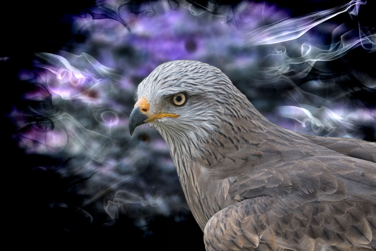 Panasonic Lumix DMC-FZ1000 sample photo. Falcon, bird, raptor photography
