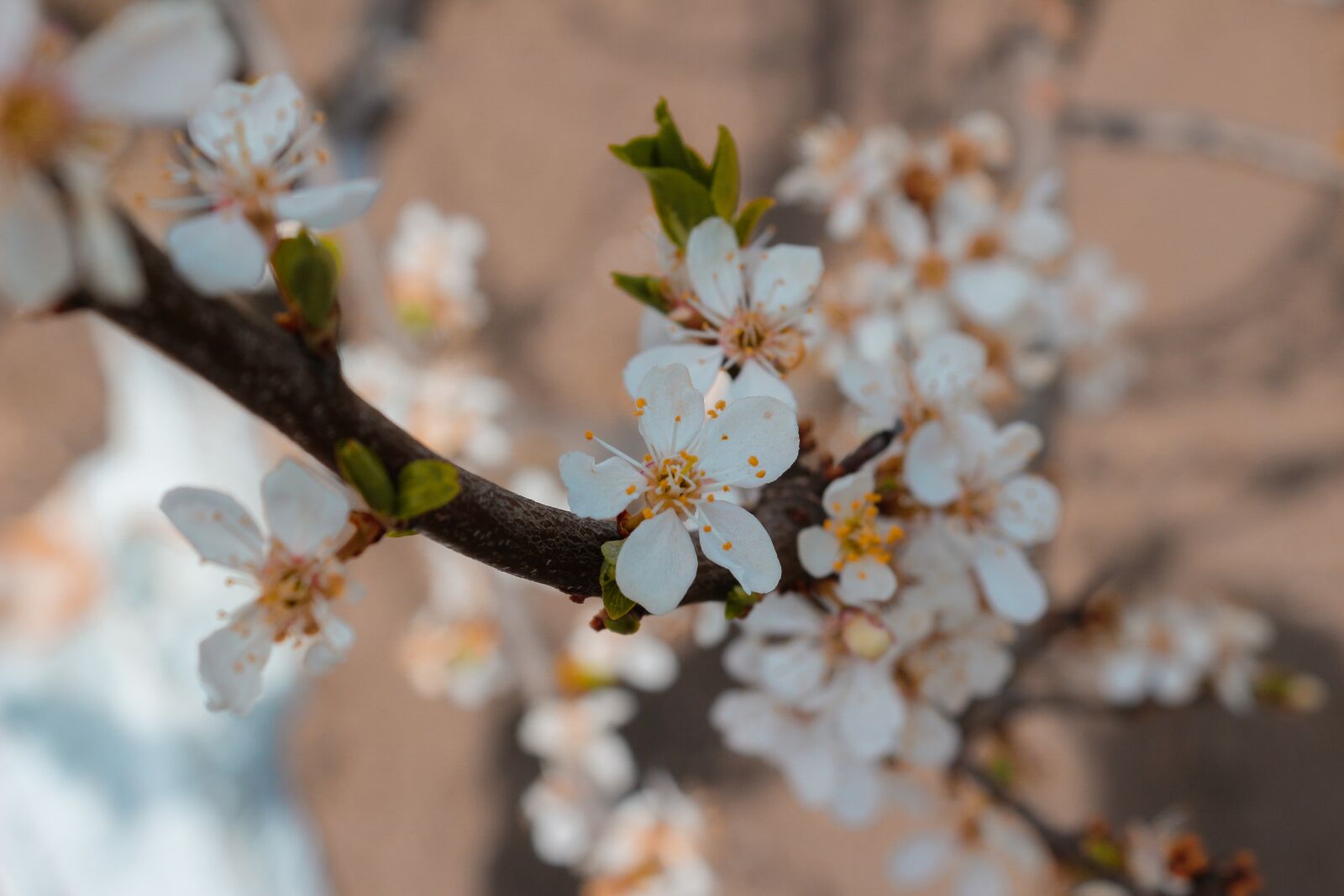 Canon EOS 100D (EOS Rebel SL1 / EOS Kiss X7) sample photo. Cherry blossoms, flowers, plum photography