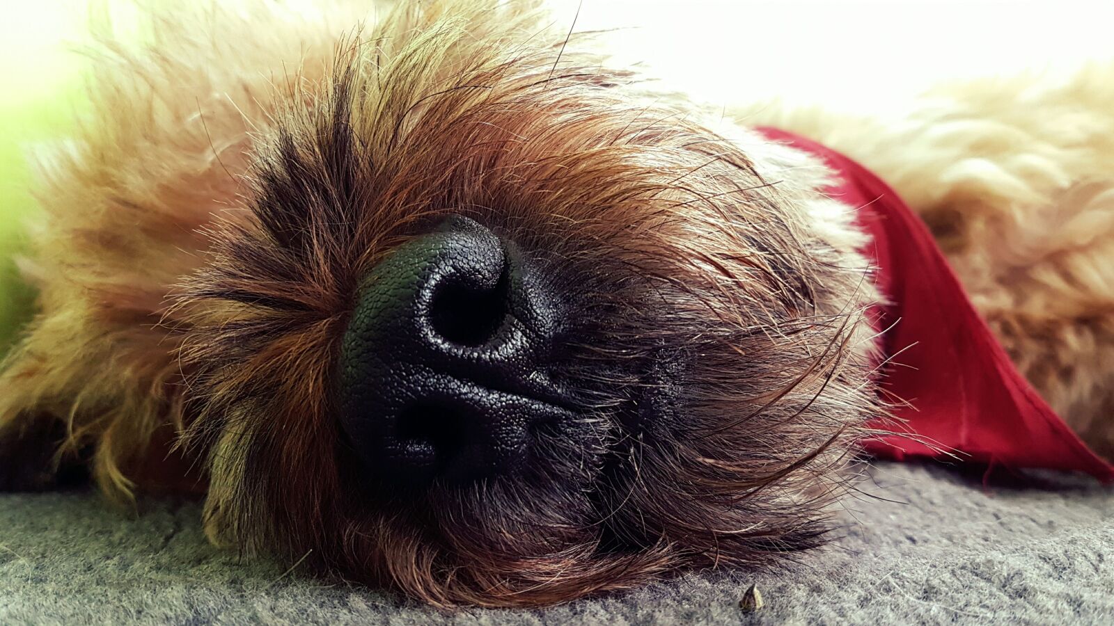 Samsung Galaxy S7 sample photo. Dog, sleep, animal photography