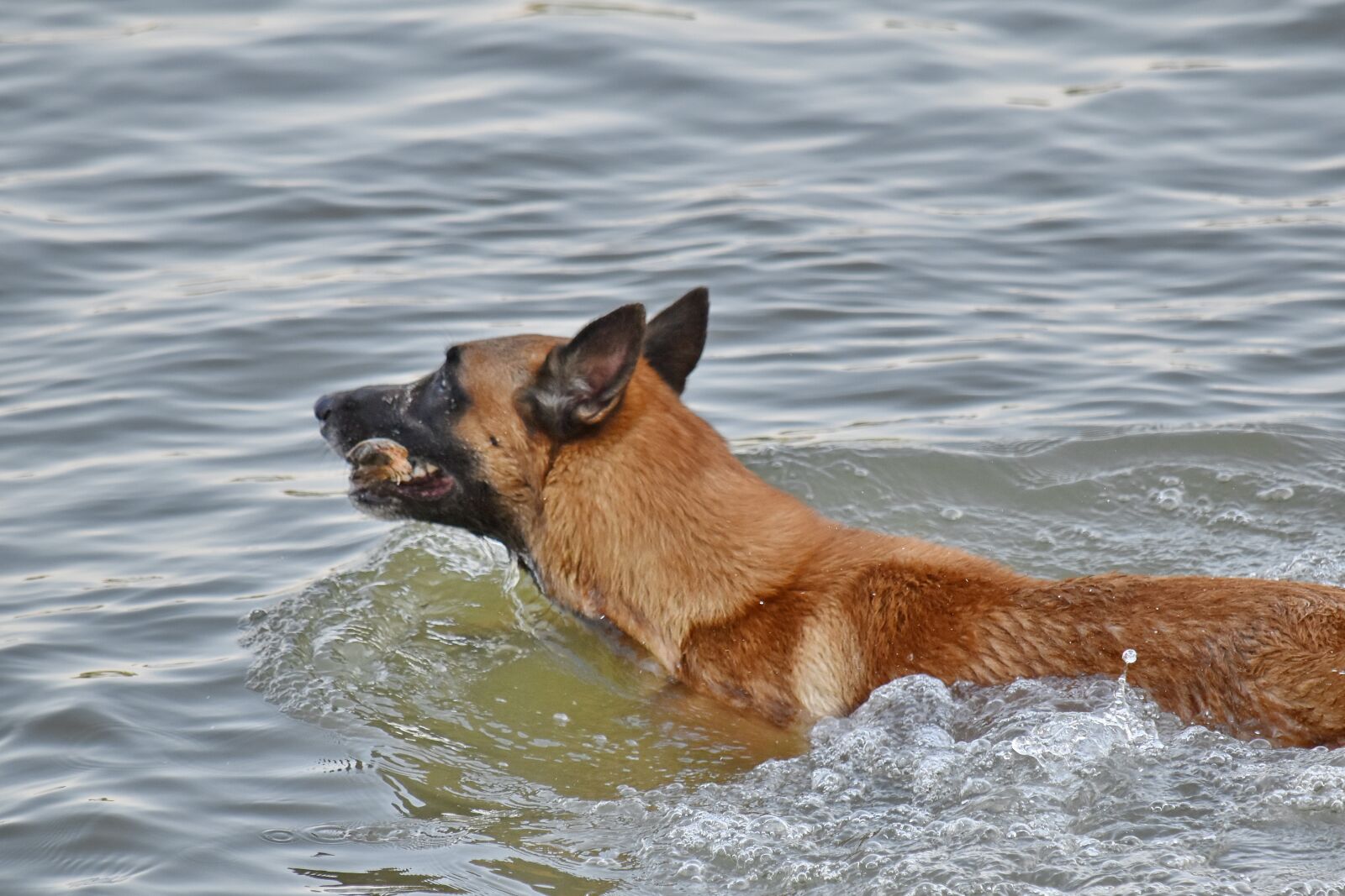 Nikon D5500 sample photo. German, shepherd dog, swimming photography