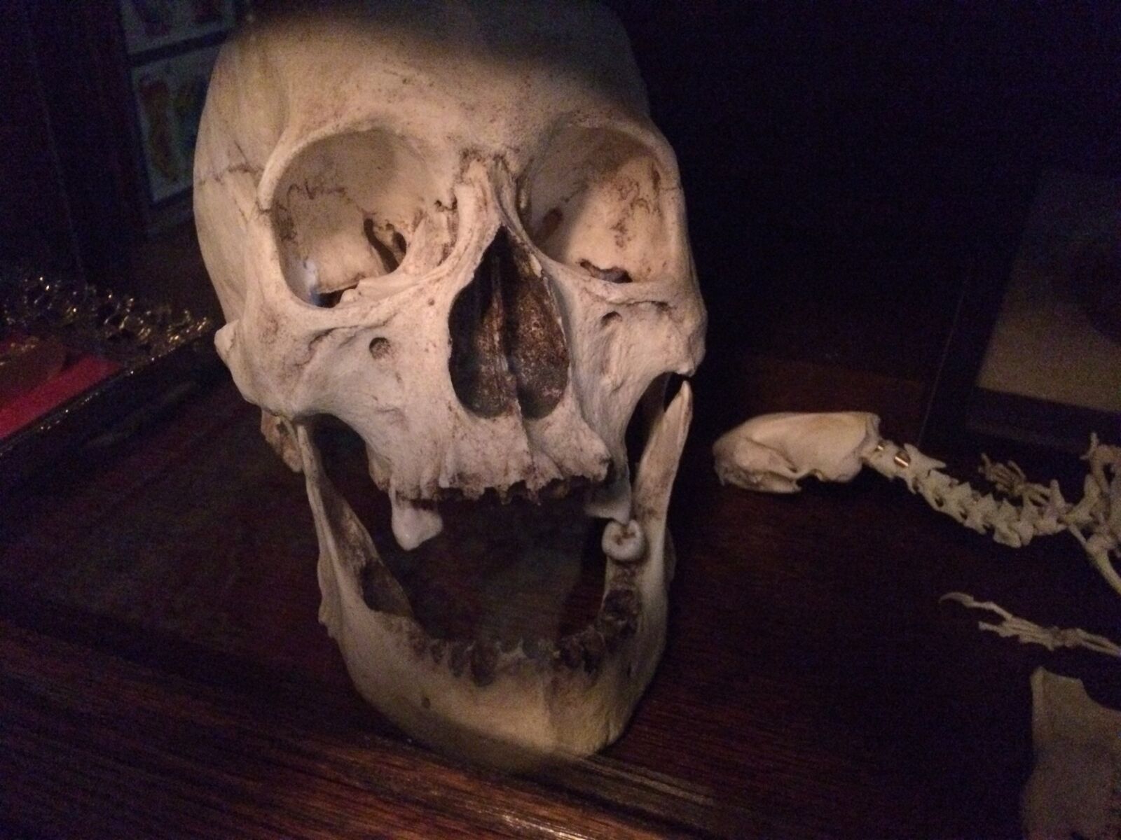 iPhone 5s back camera 4.15mm f/2.2 sample photo. Bones, human, skull, skull photography