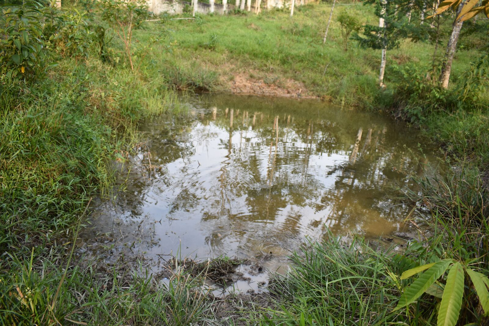 Nikon D3400 sample photo. Pond, water, puddle photography