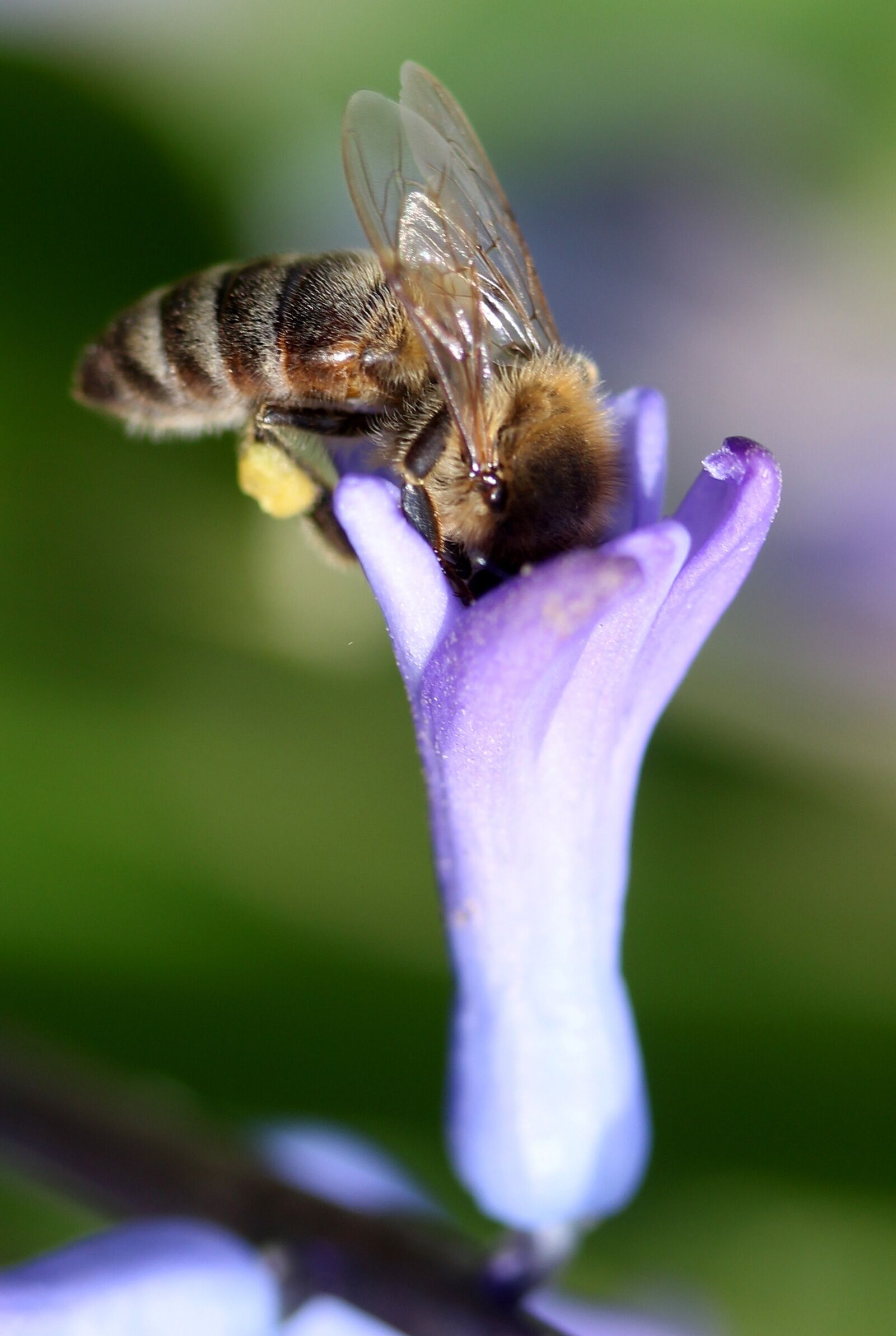 Canon EF-S 60mm F2.8 Macro USM sample photo. Hyacinth, bee, pollination photography