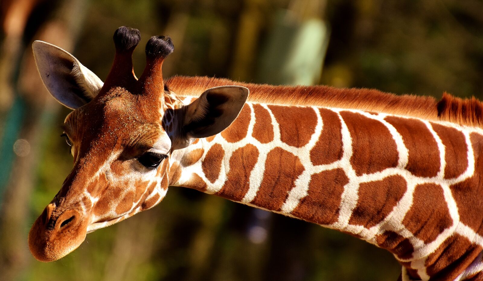 Nikon D7200 sample photo. Giraffe, zoo, animal photography