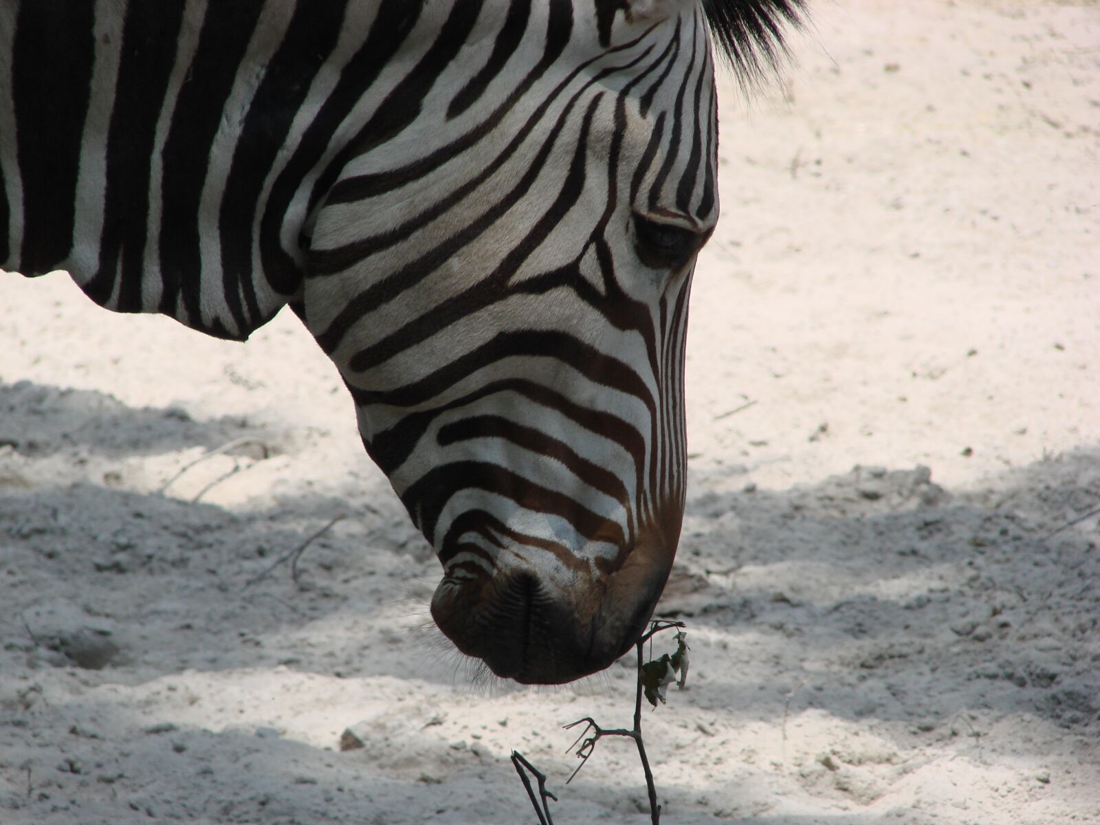 Sony DSC-H5 sample photo. Zoo, zebra, stripes photography