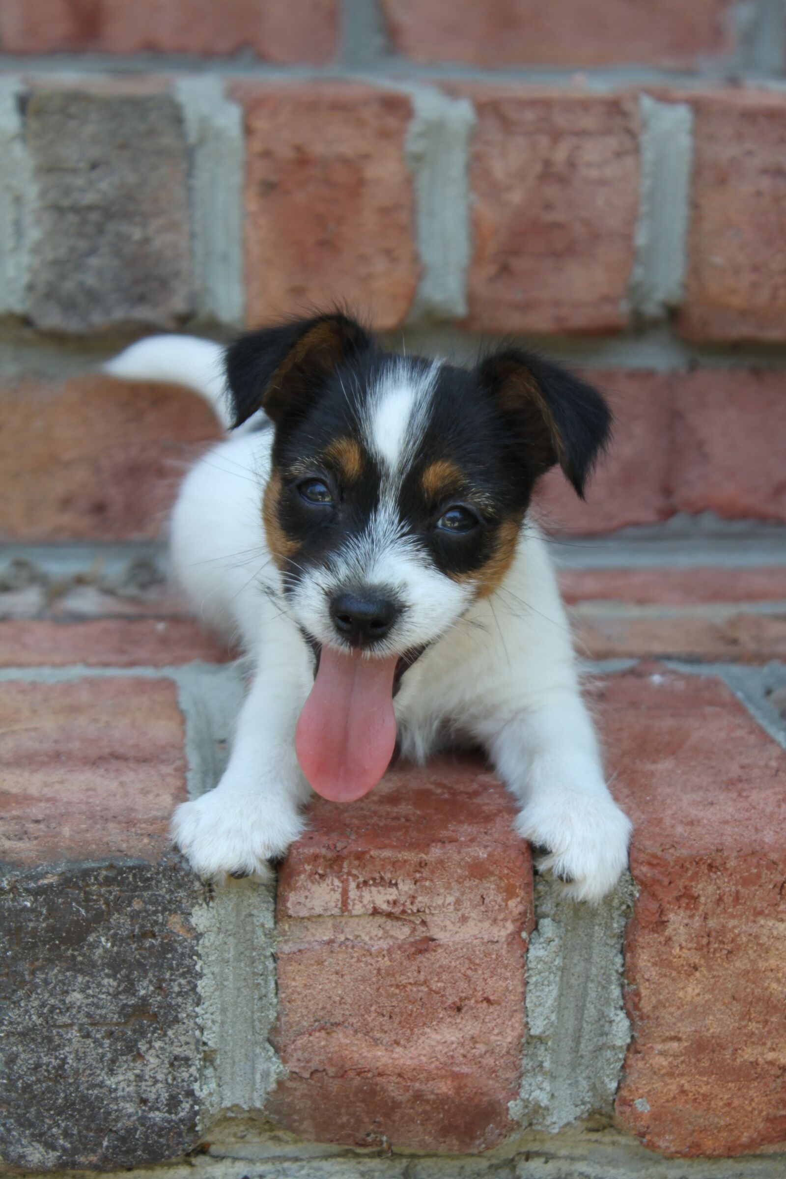 Canon EOS 500D (EOS Rebel T1i / EOS Kiss X3) sample photo. Jack russell terrier, puppy photography