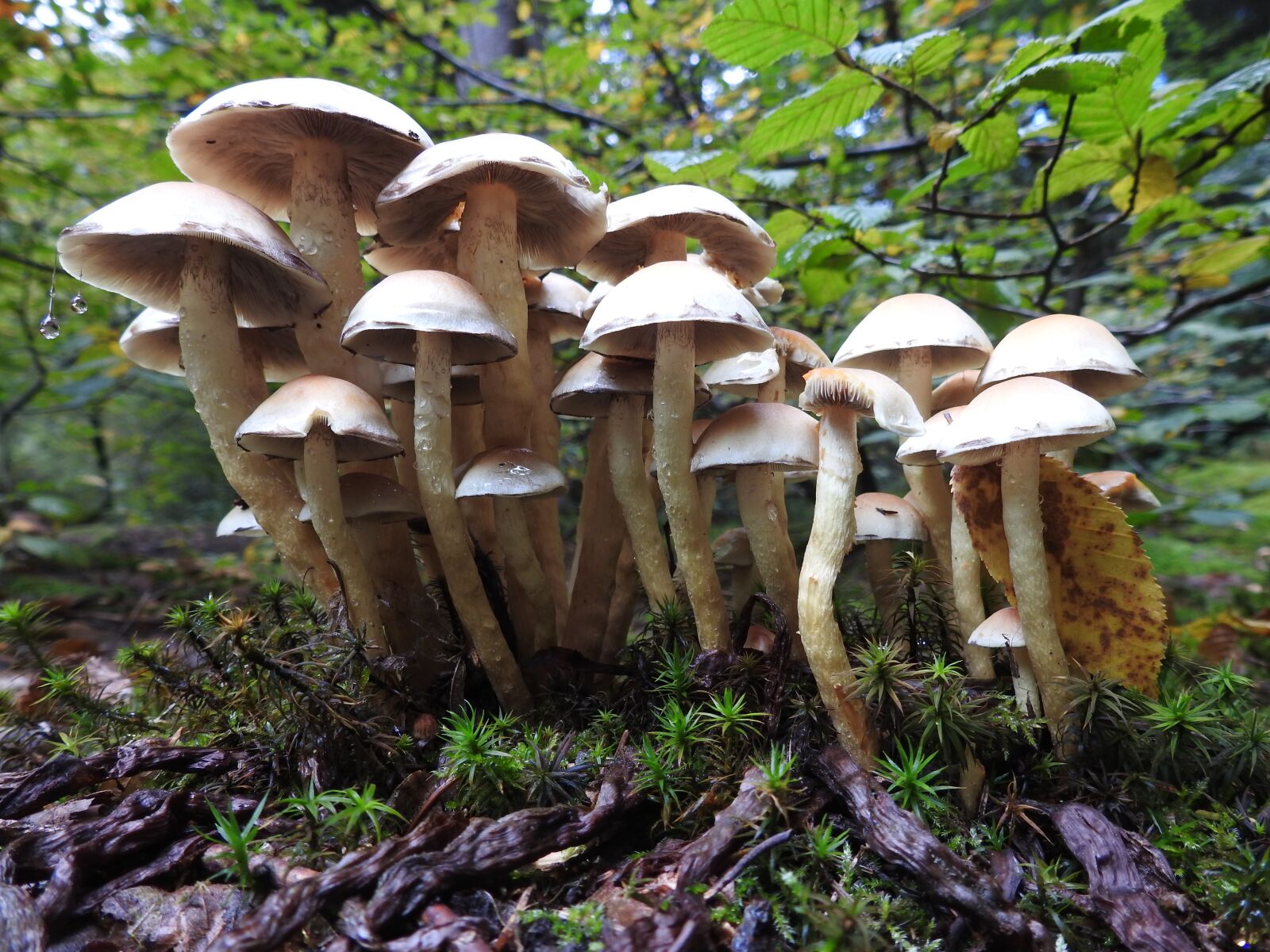 Nikon Coolpix P900 sample photo. Mushroom, forest floor, forest photography