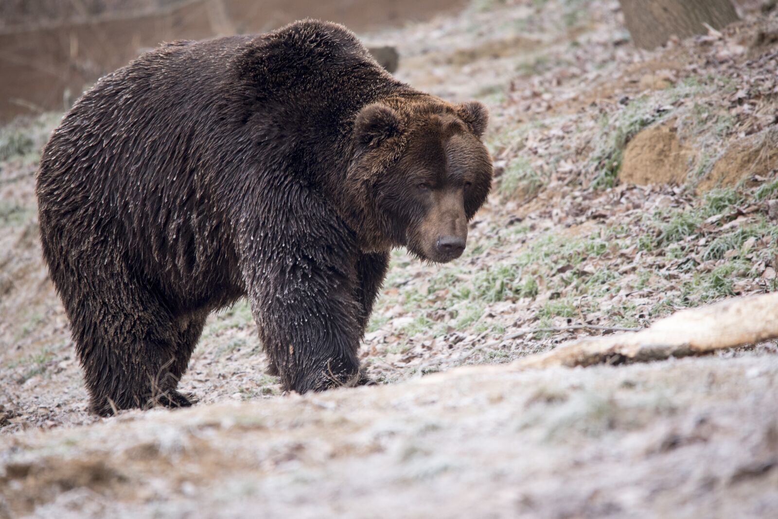 Nikon D750 sample photo. Bear, brown bear, wildlife photography