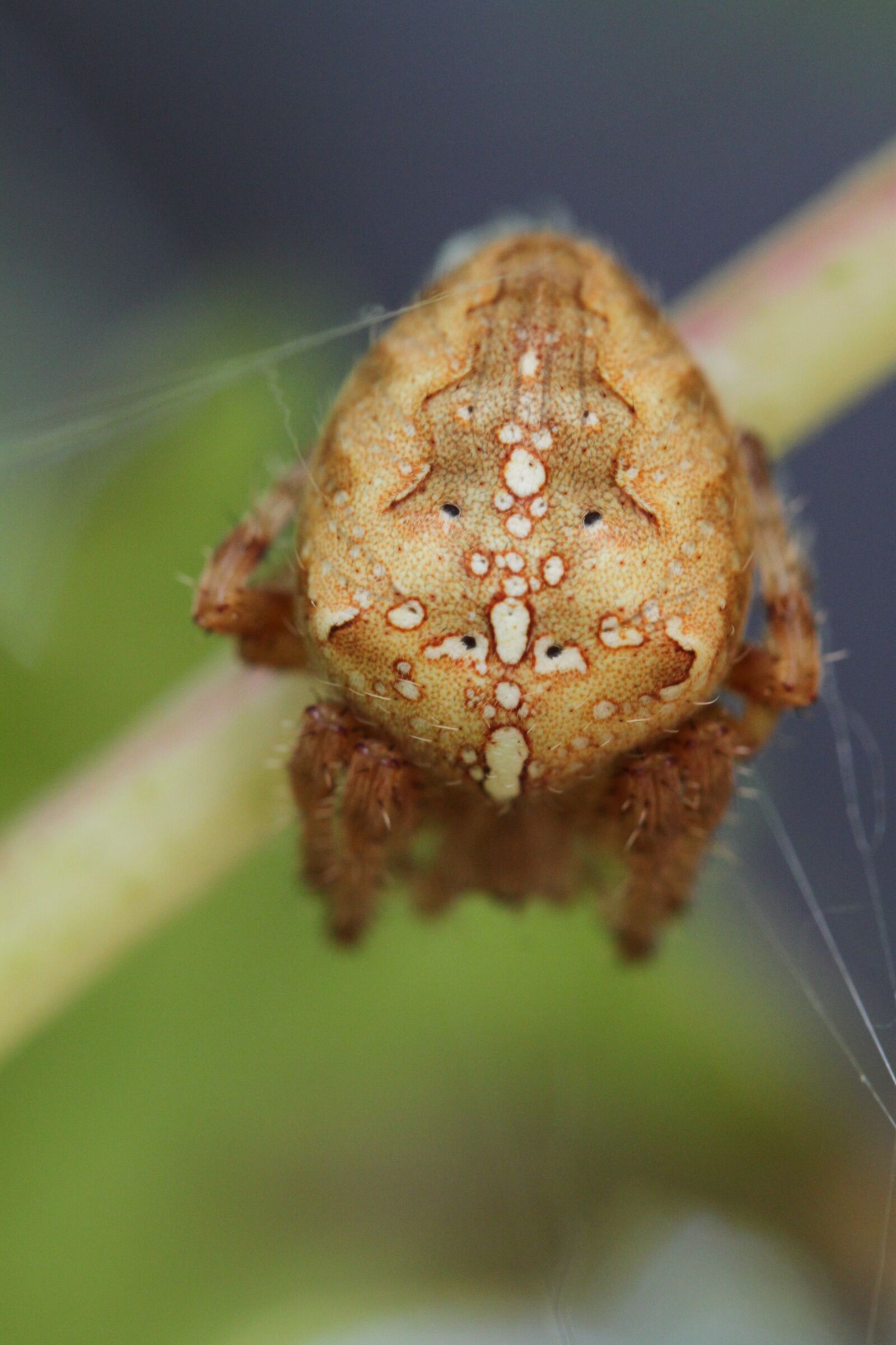 Canon EOS 500D (EOS Rebel T1i / EOS Kiss X3) sample photo. Spider, araneus, spin photography