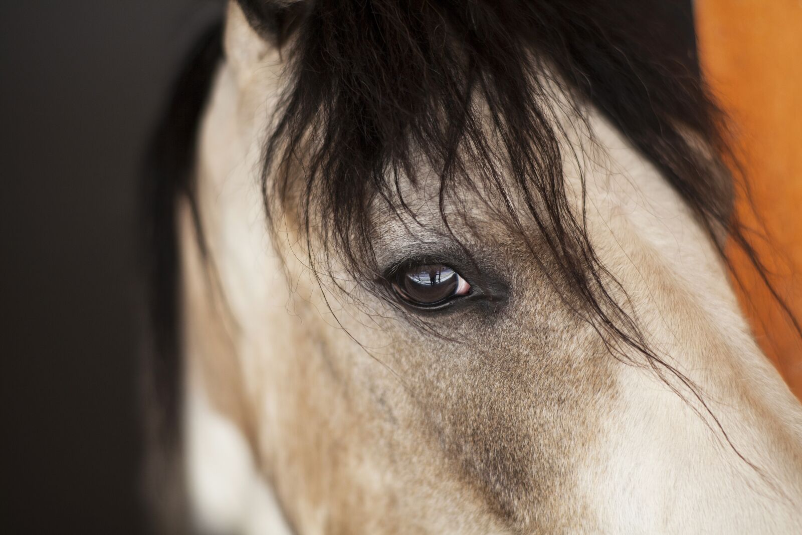 ZEISS Planar T* 85mm F1.4 sample photo. Horse, white, beautiful photography