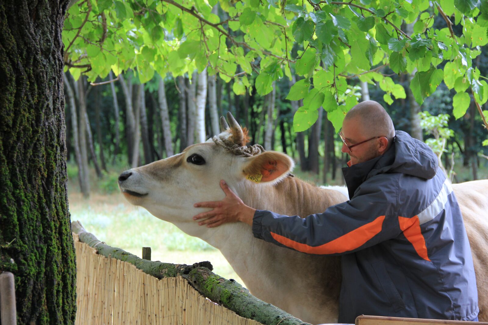 Canon EOS 550D (EOS Rebel T2i / EOS Kiss X4) sample photo. Cow, host, mulberry photography