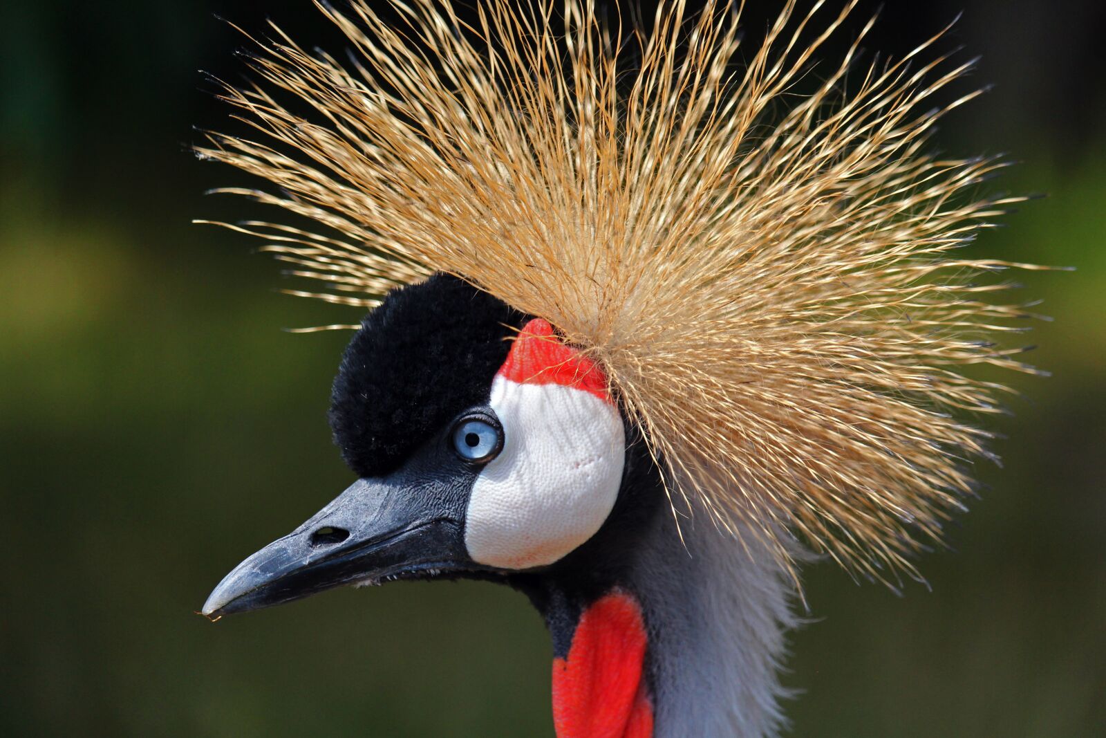 Canon EF-S 55-250mm F4-5.6 IS STM sample photo. Crane, bird, animal photography