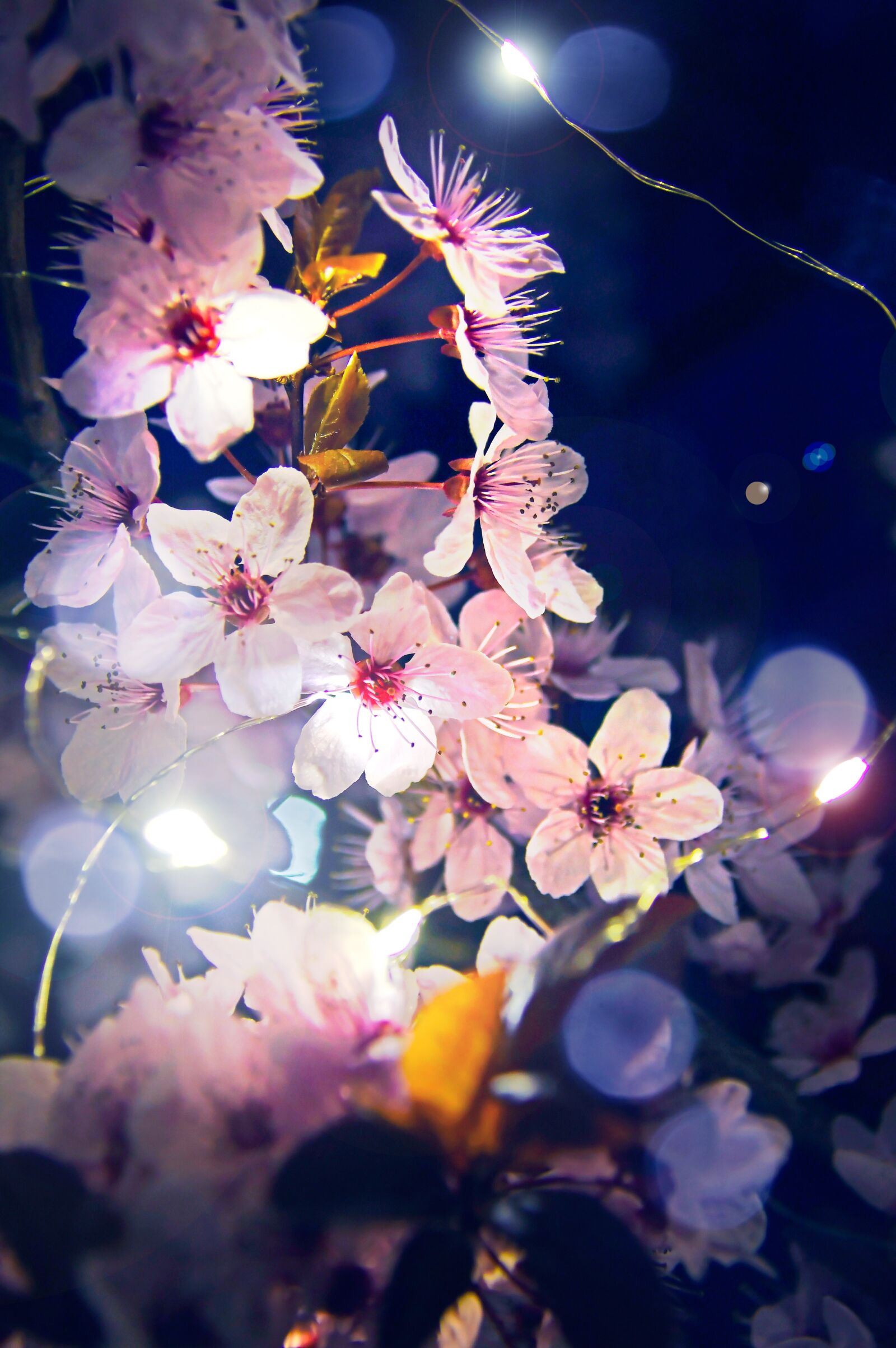 Nikon D3200 sample photo. Spring, petal, blooms at photography
