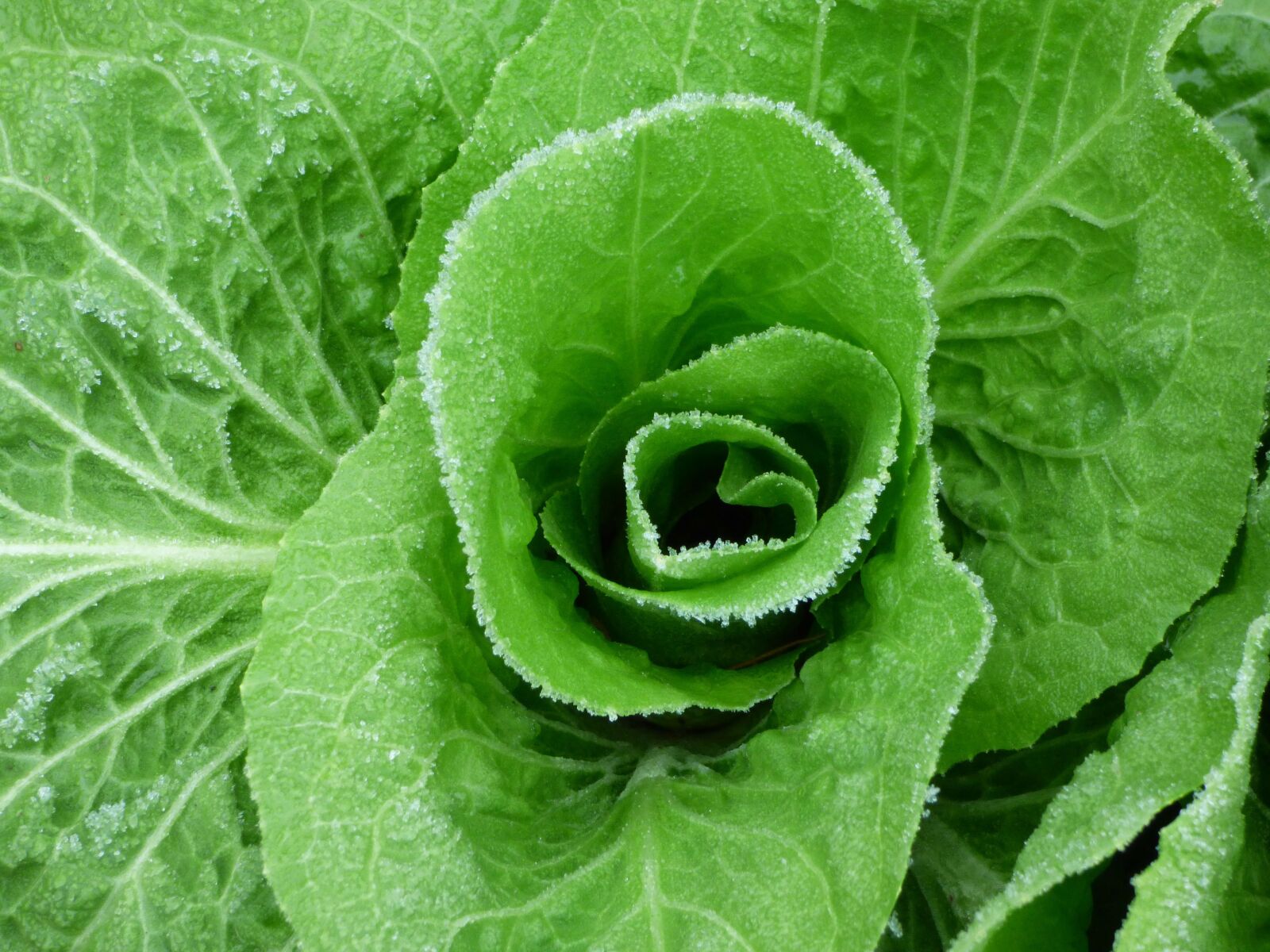 Panasonic DMC-FZ72 sample photo. Salad, green, jelly photography