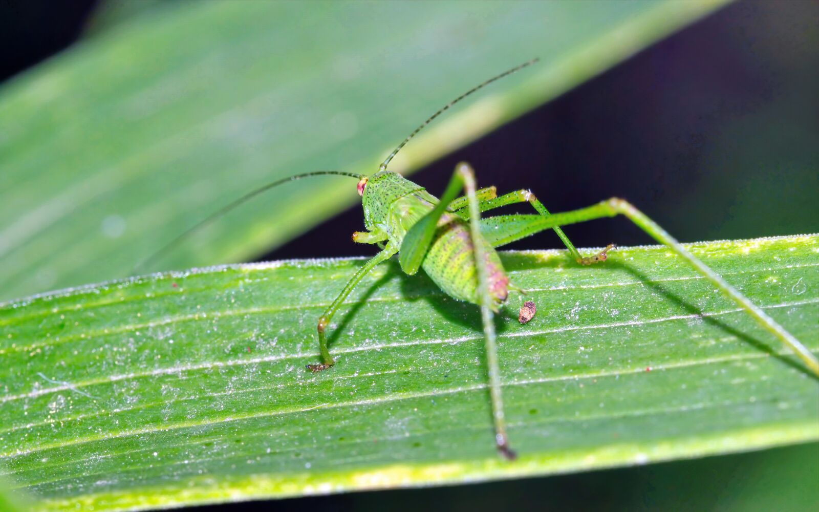 Nikon D5300 sample photo. Insect, green, seated photography