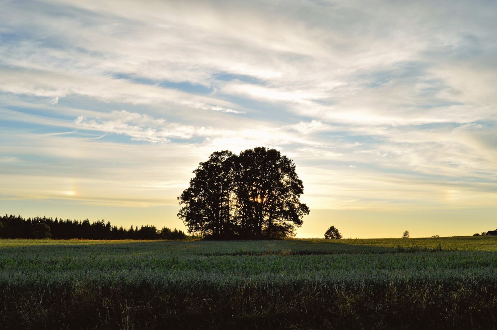 Nikon D3200 sample photo. Tree, sunset, sweden photography