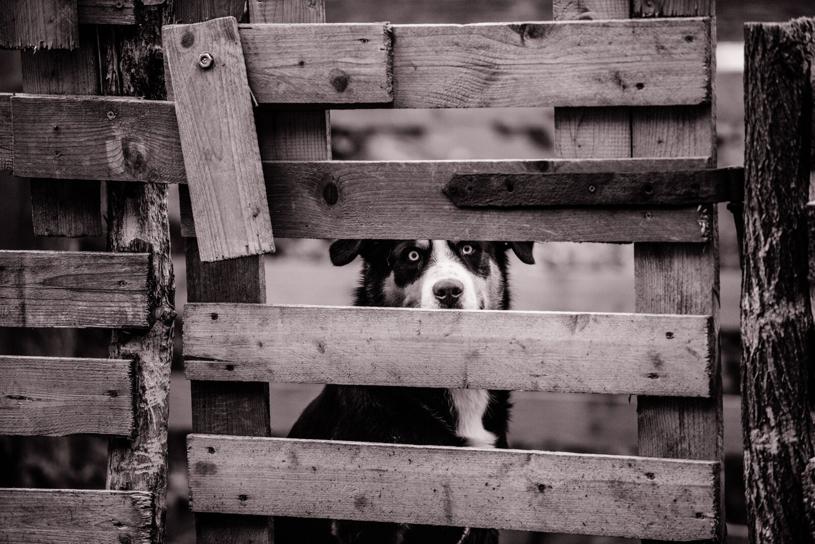 Nikon D810 sample photo. Canine, cute, dog photography