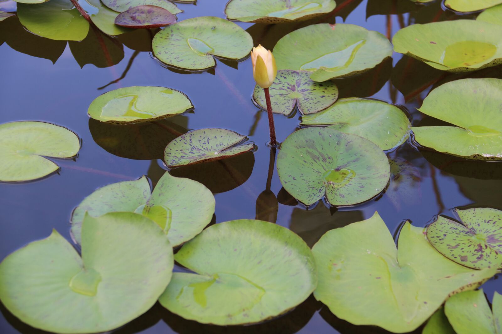 Canon EOS 750D (EOS Rebel T6i / EOS Kiss X8i) + Canon EF-S 18-200mm F3.5-5.6 IS sample photo. Water lily, zen, meditation photography