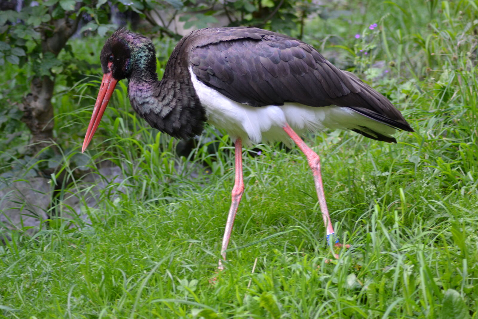 Nikon D3100 sample photo. Beak, black, and, white photography