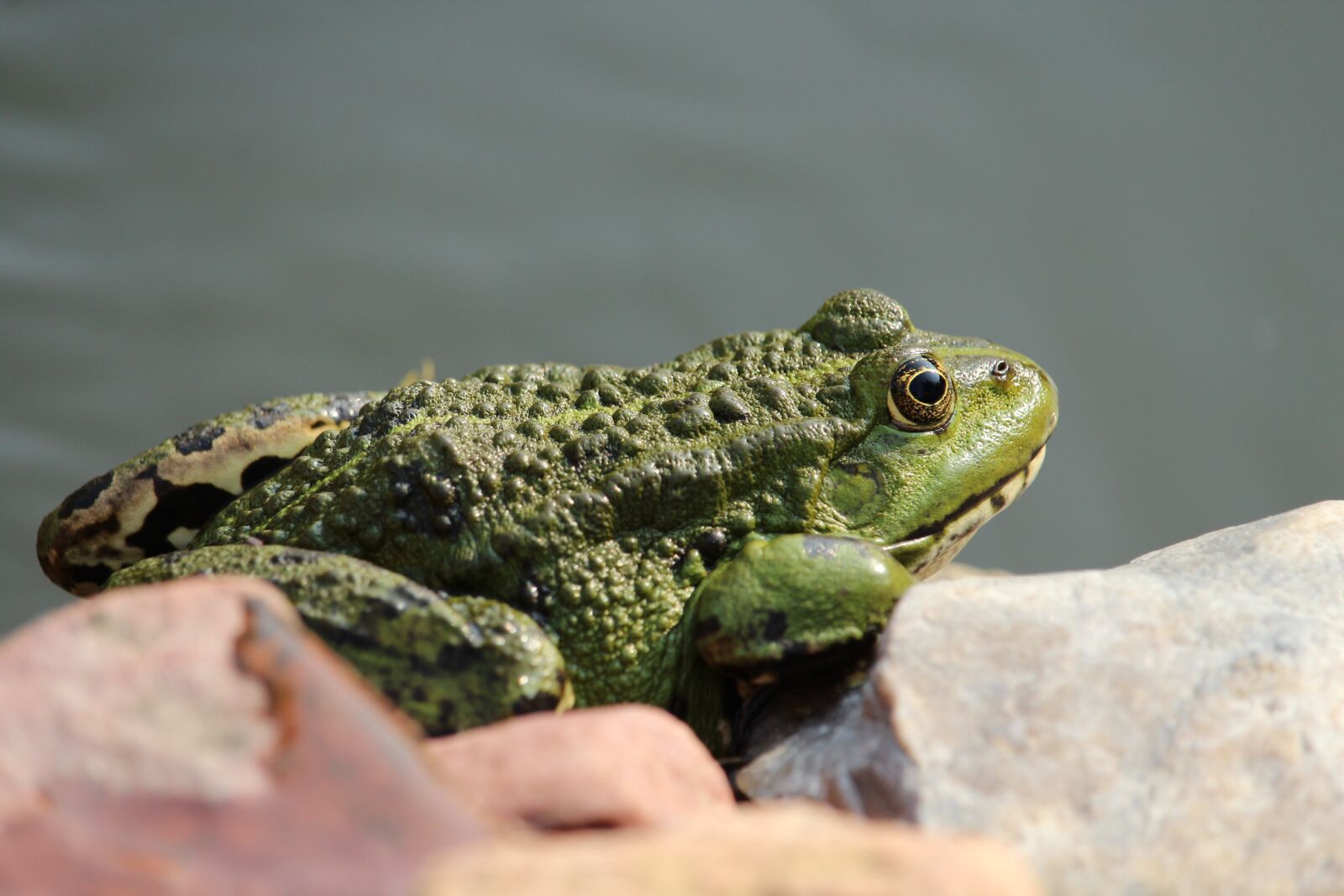 Canon EOS 1200D (EOS Rebel T5 / EOS Kiss X70 / EOS Hi) sample photo. Frog, frog pond, animal photography