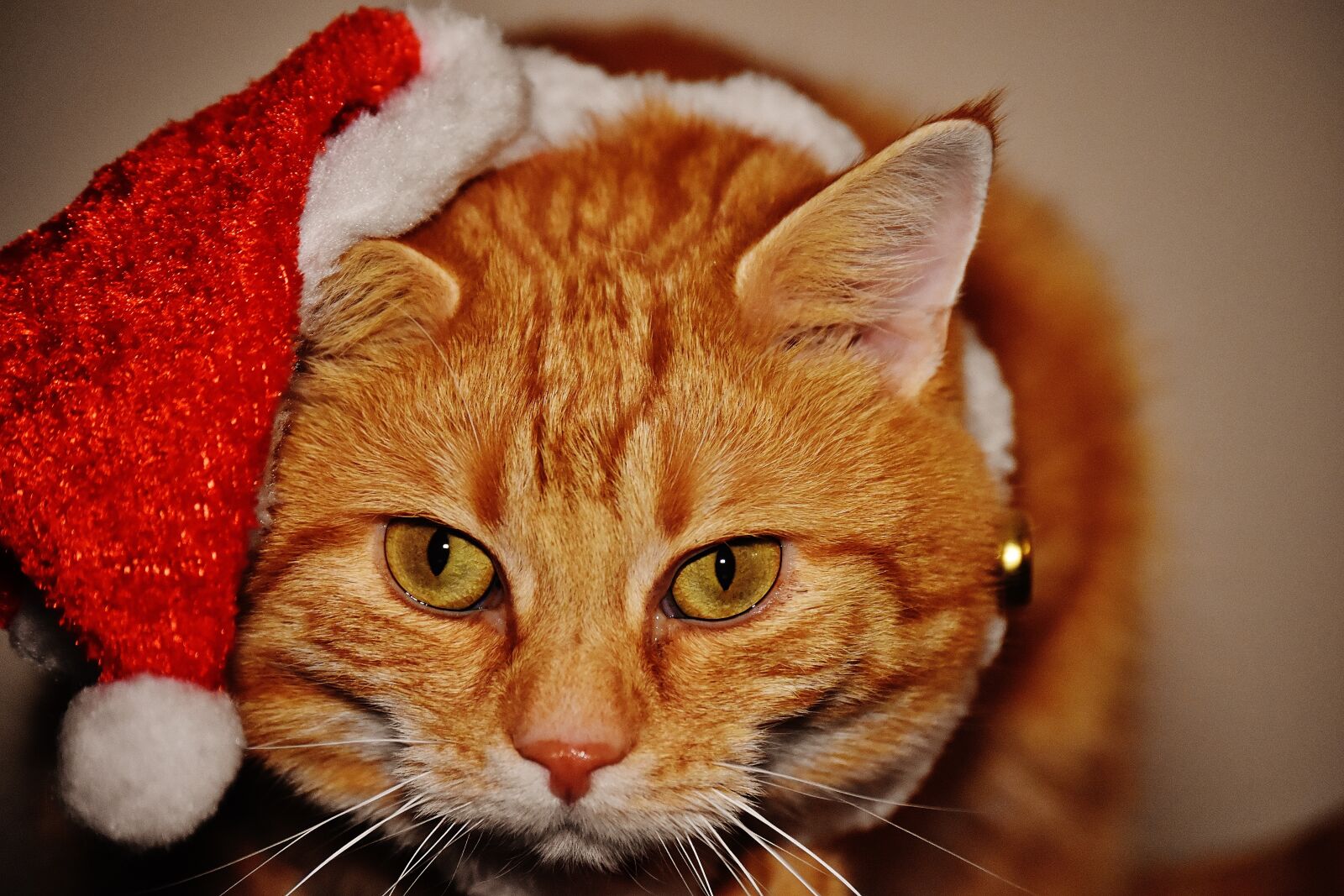Nikon D7200 sample photo. Cat, red, christmas photography