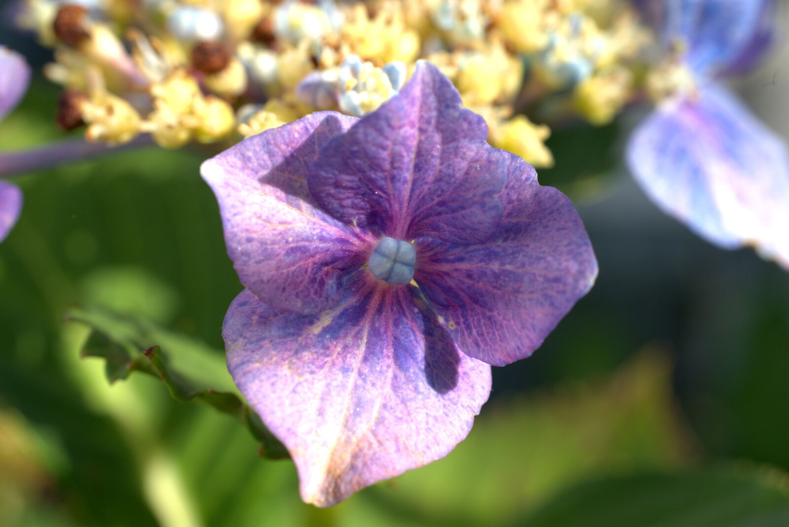 Sony FE 50mm F2.8 Macro sample photo. Hydrangea, flower, blossom photography