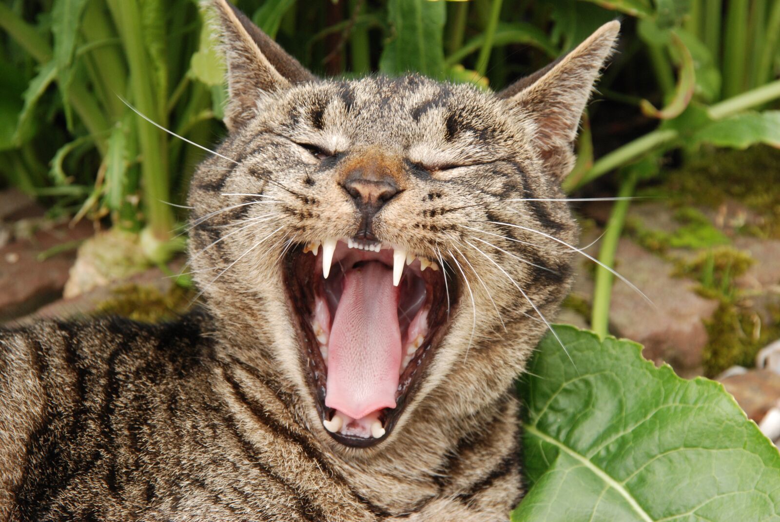Nikon D80 sample photo. Animal, mammal, cat photography