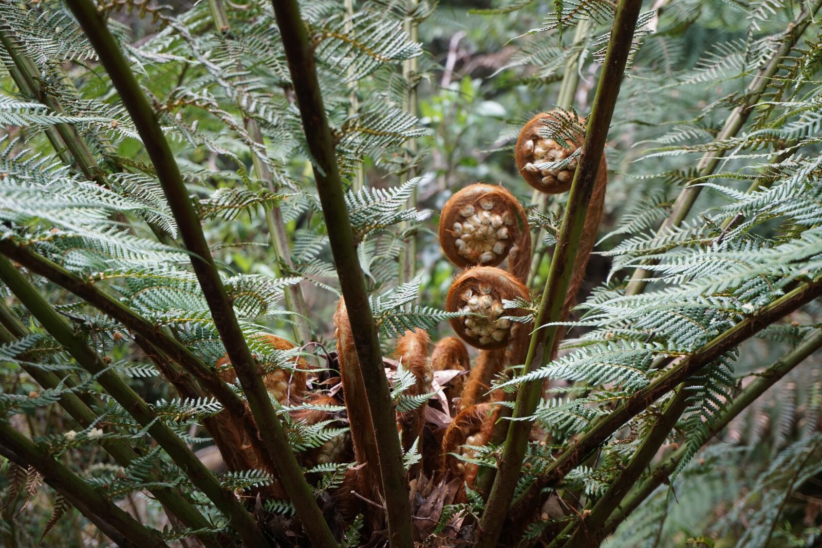 Sony a6000 sample photo. Fern, rainforest, nature photography