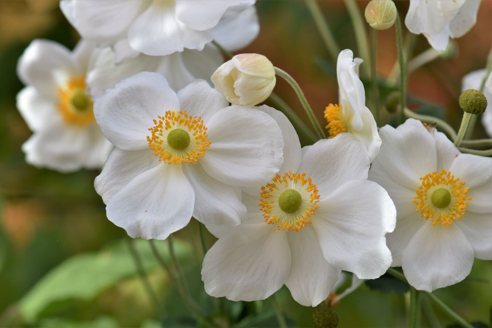Nikon D5500 sample photo. Anemones, white, plant photography