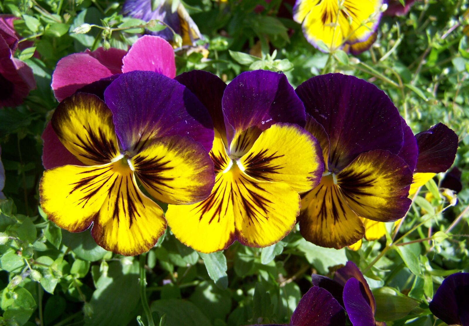 Kodak EASYSHARE ZD710 ZOOM DIGITAL CAMERA sample photo. Purple and yellow pansy photography