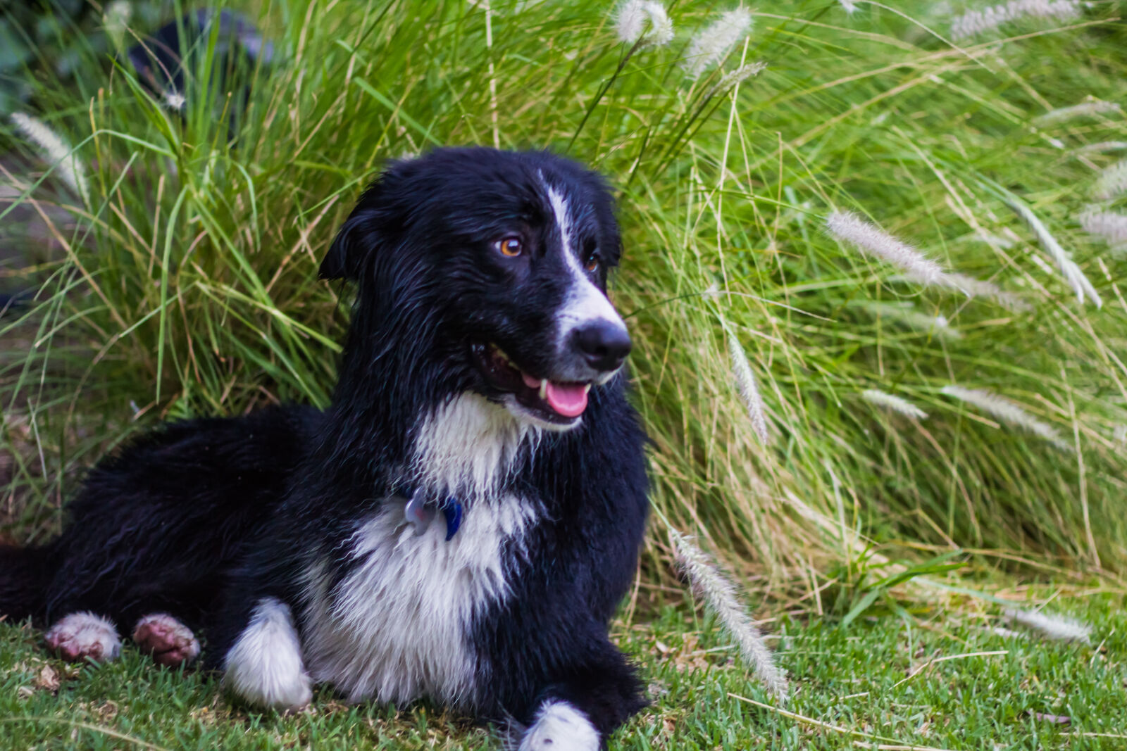 Canon EF 50mm F1.8 II sample photo. Animals, dog photography