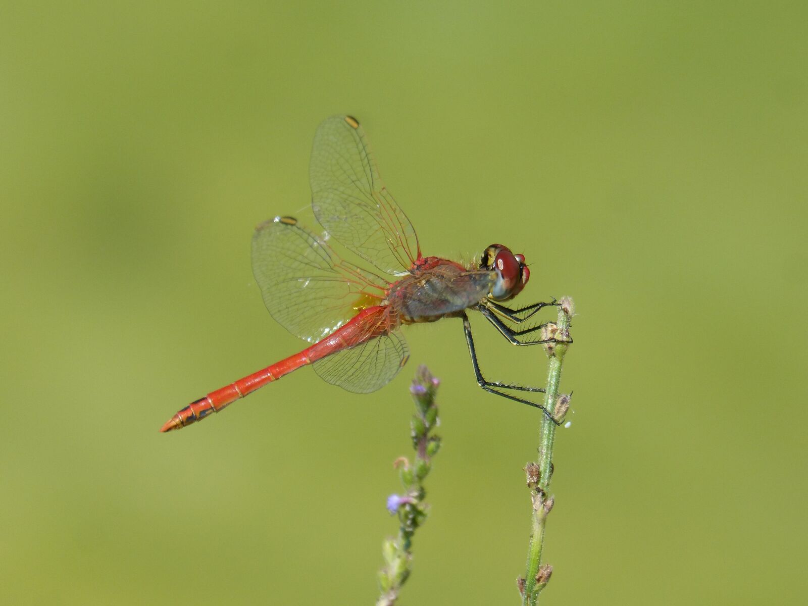 Panasonic DMC-FZ62 sample photo. Red dragonfly, branch, greenery photography