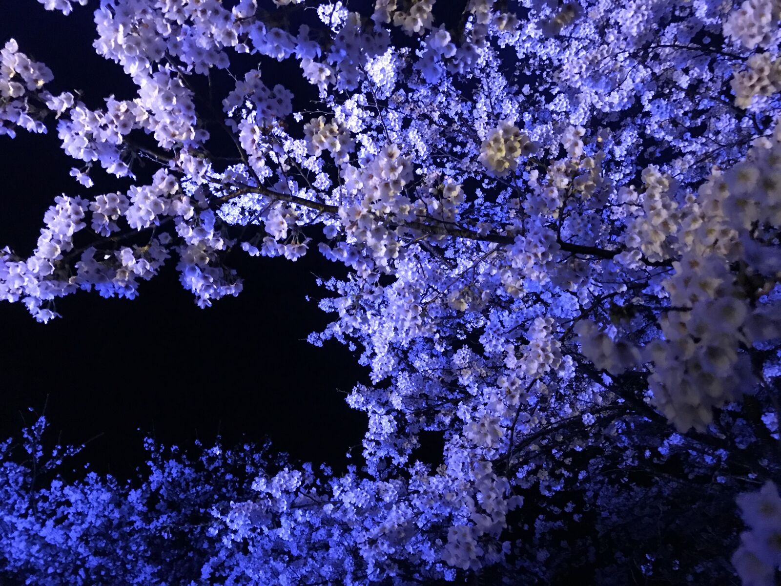 iPhone 7 back camera 3.99mm f/1.8 sample photo. Night, cherry blossoms, cherry photography