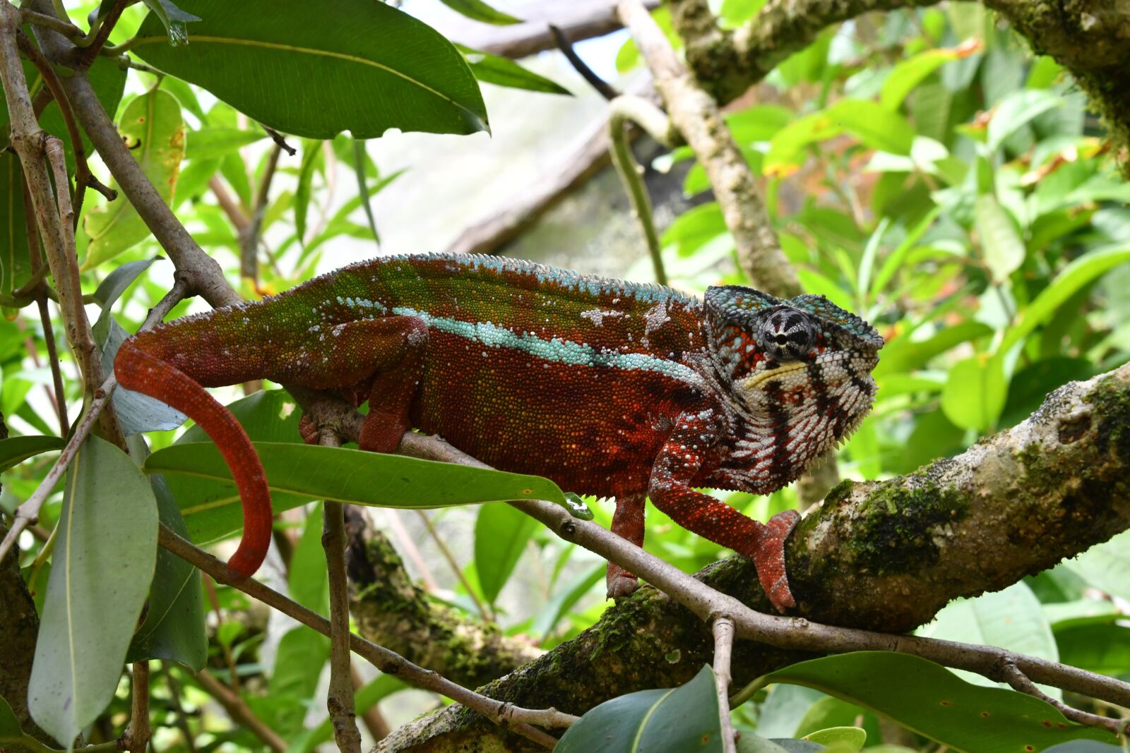Nikon D500 sample photo. Madagascar, nature, gad photography